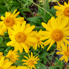 Load image into Gallery viewer, Arnica Flowers, Dried, C/S,  1oz