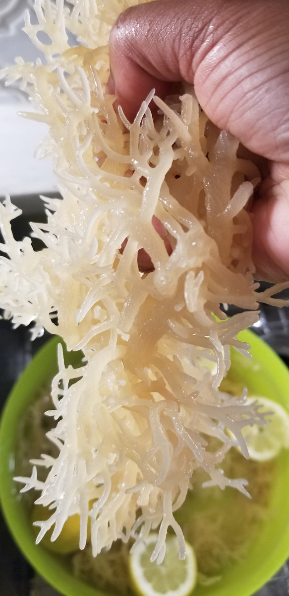 Wildcrafted Sea moss, 1lb – Ginger's Roots