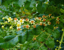 Load image into Gallery viewer, Boswellia Liquid Extract, 30ml