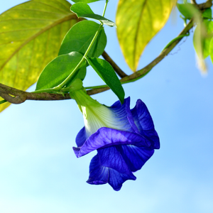 Butterfly Pea Flower Loose Leaf Herbal Blue Colored Tea
