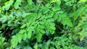 Moringa Leaf, Dried, Powder, 2oz