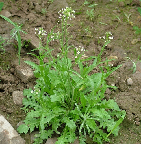 Shepherd's Purse Herb,  Dried, C/S,  1oz