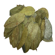 Load image into Gallery viewer, Soursop Leaf, Whole, 1.8oz (50g)