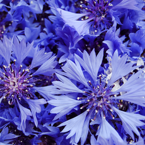 Blue Cornflowers, Whole, 1oz