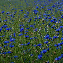 Load image into Gallery viewer, Blue Cornflowers, Whole, 1oz