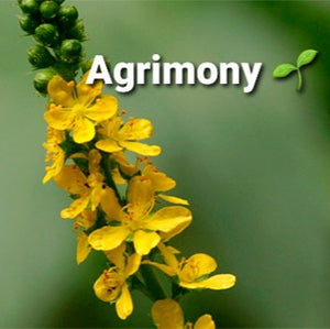 Agrimony,  Dried, C/S,  1oz