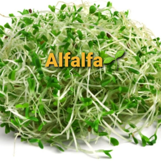 Alfalfa Leaf, Dried, C/S, 1oz