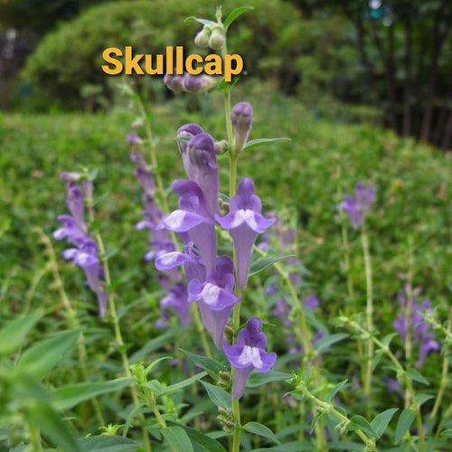 Skullcap,  Dried, C/S,  1oz