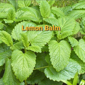 Lemon Balm Leaf, Dried, C/S,  1oz