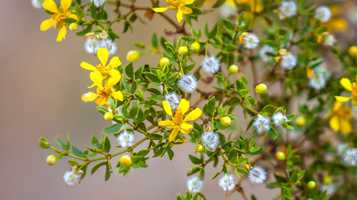 Chaparral Leaf, Dried, C/S,  1oz