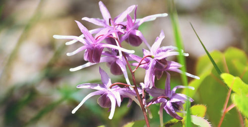 Horny Goat Weed, Dried, C/S,  1oz