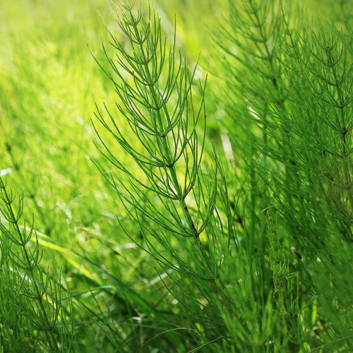 Horsetail (Shavegrass), Dried, C/S,  1oz