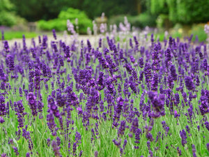 Lavender Flowers Whole,  Dried,  1oz