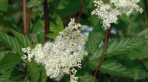 Meadowsweet Herb,  Dried, C/S,  1oz