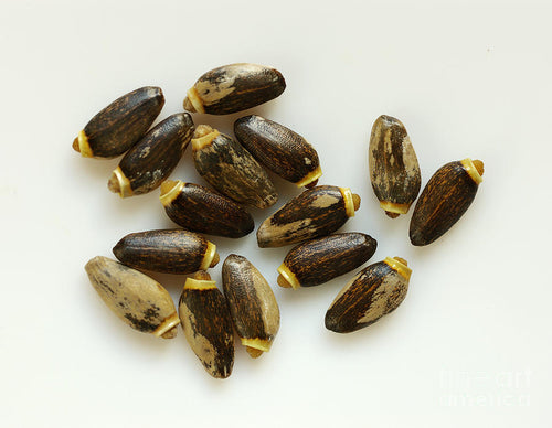 Milk Thistle Seed,  Dried,  2oz