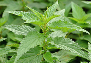 Nettle (Stinging) Root,  Dried, 2oz