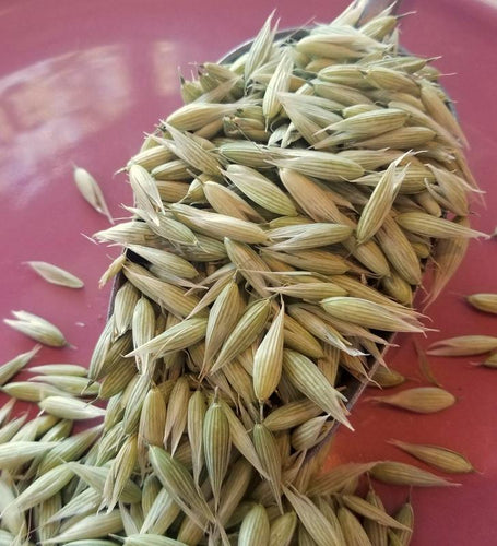 Oat Tops Whole, Dried, 1oz