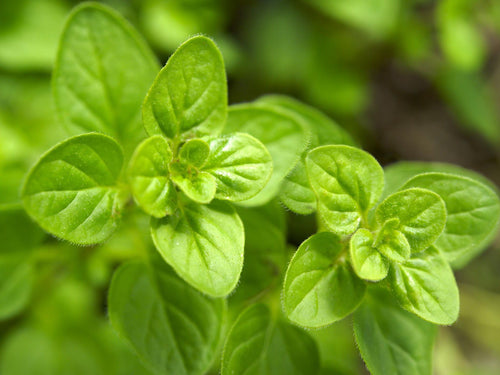 Oregano Leaf,  Dried, C/S,  1oz