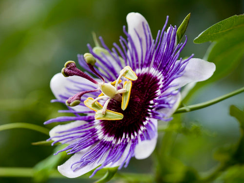 Passionflower, Dried, C/S,  1oz