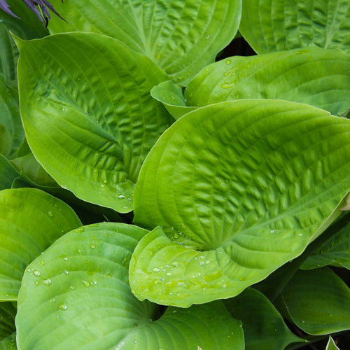 Plantain Leaf,  Dried, C/S,  1oz