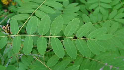 Senna Leaf, Dried, C/S,  1oz