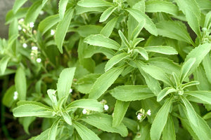 Stevia Leaf, Dried, C/S, 1oz