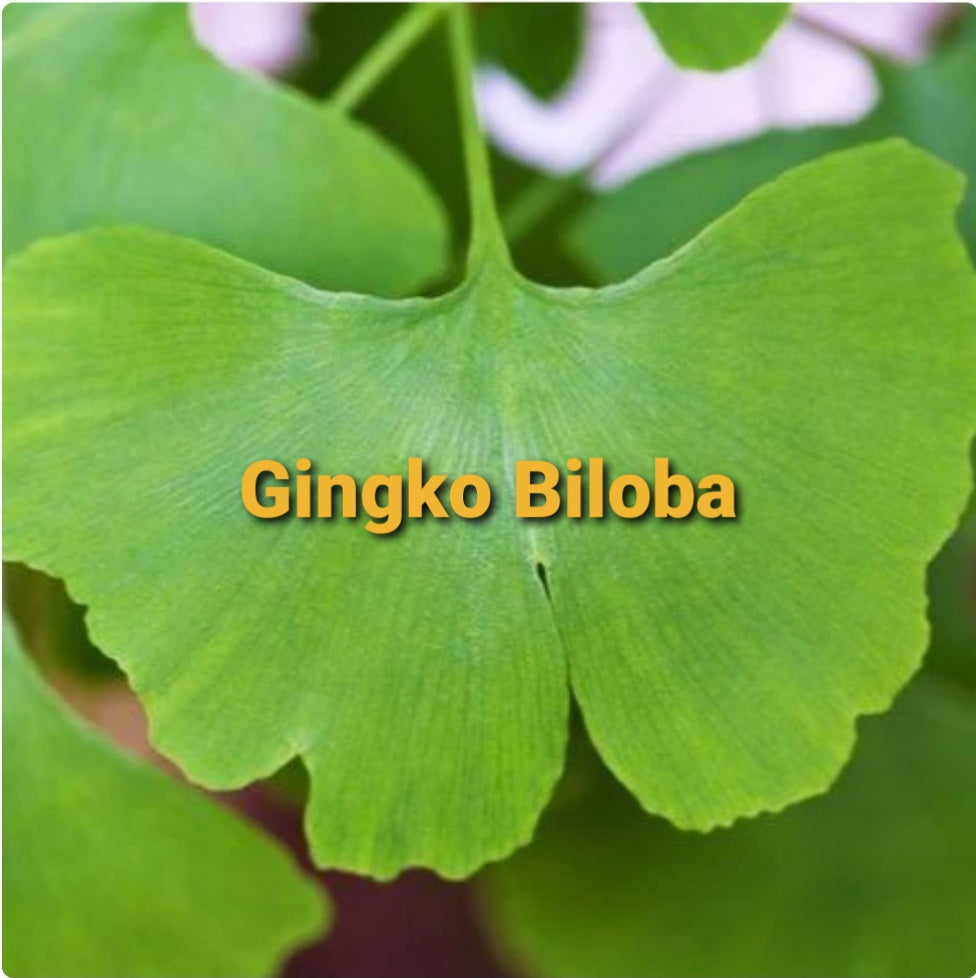Ginkgo Biloboa Leaf, C/S, 1oz