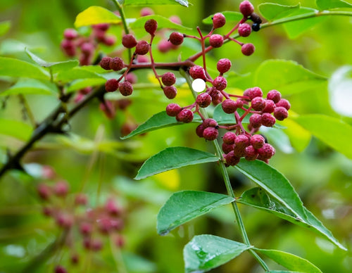 Prickly Ash Bark, 2oz