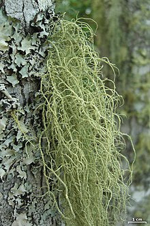 Usnea, Dried, 1oz
