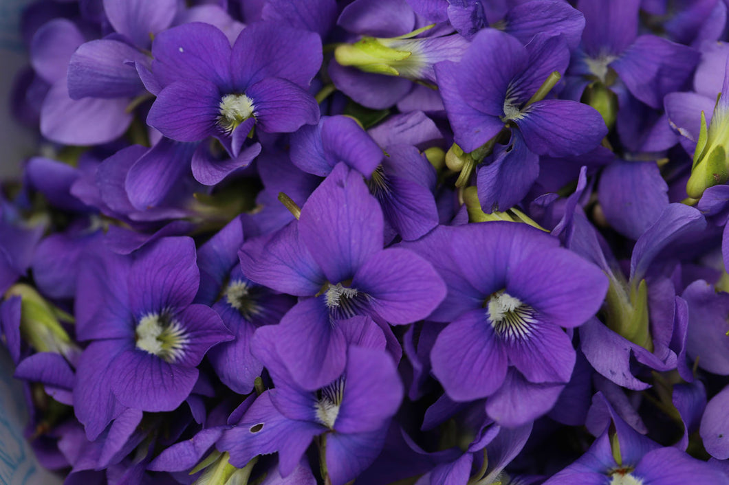 Violet Herb,  Dried, C/S,  1oz