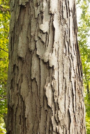 White Oak Bark,  Dried, C/S,  2oz