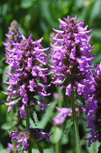 Wood Betony Herb, Dried, C/S,  1oz