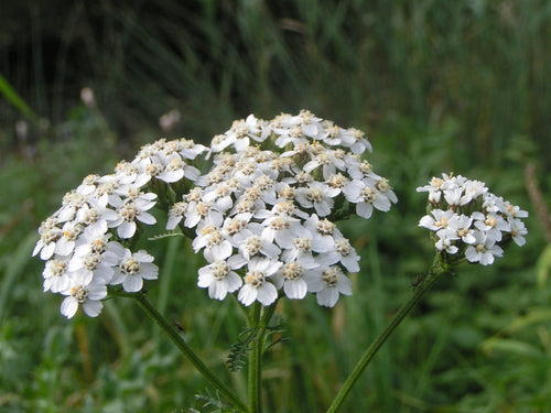 Yarrow Leaf and Flower, Dried, 1oz