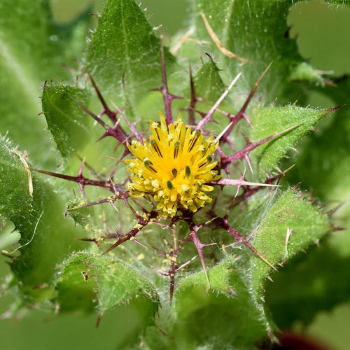 Blessed Thistle, Dried, C/S,  1oz
