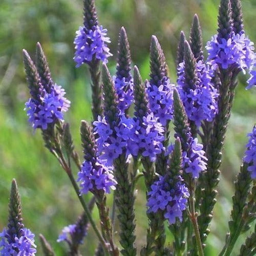 Blue Vervain, Dried, C/S,  1oz