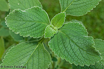 Boldo Leaf, Dried, C/S,  1oz