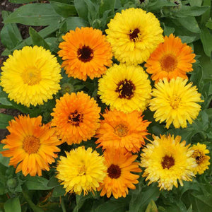 Calendula Flower, Dried, 1oz