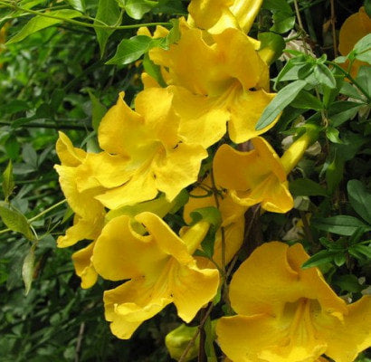 Cat's Claw Bark, Dried, Powder, 2oz