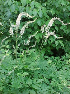 Black Cohosh,  Dried, C/S, 2oz