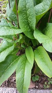 Comfrey Leaf, Dried, C/S,  1oz