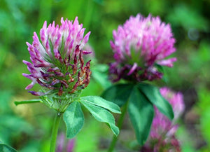 Red Clover Blossoms, Dried, C/S, 1oz